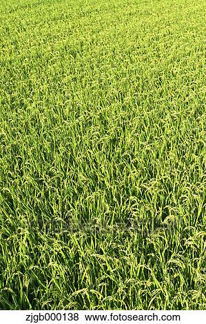 Rice ears View Large Photo Image Stock Photo - Rice ears. Fotosearch
