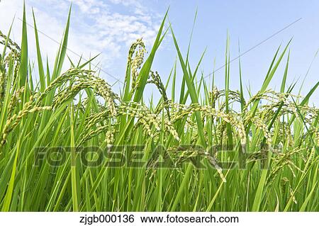 Stock Photograph - Rice ears. Fotosearch
