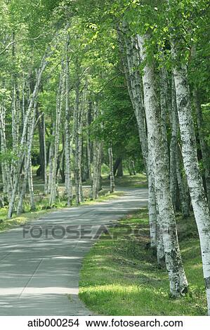 Road and birch trees View Large Photo Image Picture - Road and birch trees. Fotosearch