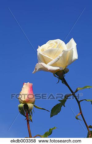 Roses and blue sky View Large Photo Image Stock Photo - Roses and blue sky. Fotosearch