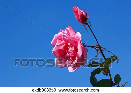 Roses and blue sky View Large Photo Image Stock Photo - Roses and blue sky. Fotosearch
