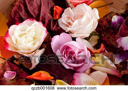 Roses and leaves View Large Photo Image Stock Photo - Roses and leaves. Fotosearch