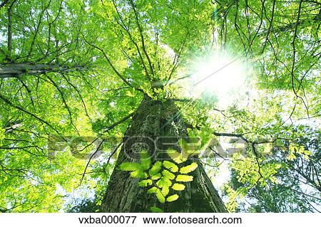 Sequoia tree View Large Photo Image Stock Photo - Sequoia tree. Fotosearch