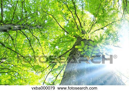 Sequoia tree View Large Photo Image Stock Photo - Sequoia tree. Fotosearch
