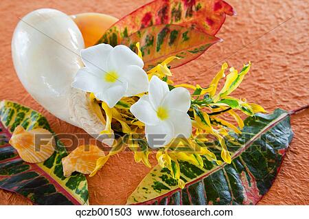 Shellfish and flowers View Large Photo Image Stock Image - Shellfish and flowers. Fotosearch