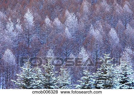 Snow at Sugadaira Plateau, Nagano Prefecture View Large Photo Image Stock Photo - Snow at Sugadaira Plateau, Nagano Prefecture. Fotosearch