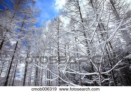 Snow in Shinanomachi, Nagano Prefecture View Large Photo Image Stock Photo - Snow in Shinanomachi, Nagano Prefecture. Fotosearch
