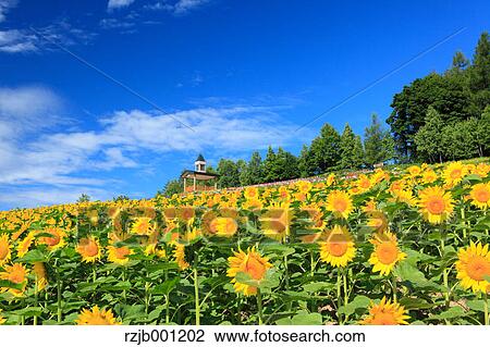Sunflower field and blue sky with clouds View Large Photo Image Stock Image - Sunflower field and blue sky with clouds. Fotosearch
