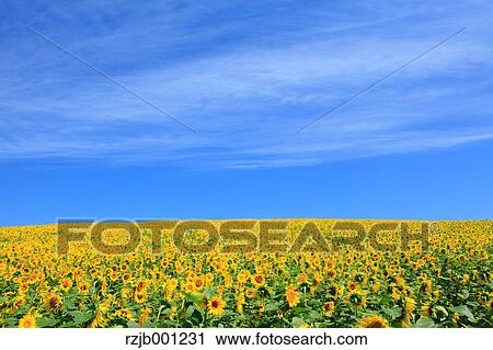 Stock Image - Sunflower field and blue sky with clouds. Fotosearch