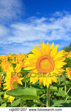 Sunflower View Large Photo Image Stock Photo - Sunflower. Fotosearch