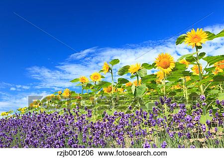Stock Photograph - Sunflowers lavender and blue sky with clouds. Fotosearch