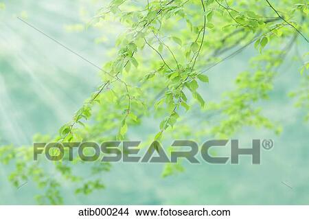 Sunlight and green leaves View Large Photo Image Picture - Sunlight and green leaves. Fotosearch