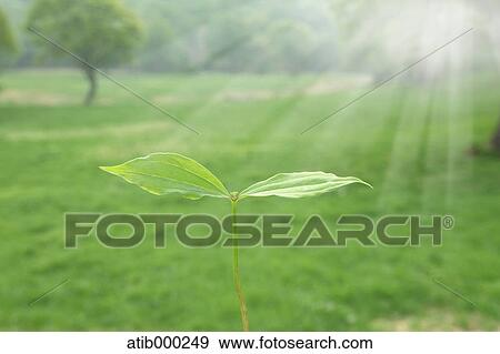 Sunlight and green leaves View Large Photo Image Stock Photo - Sunlight and green leaves. Fotosearch