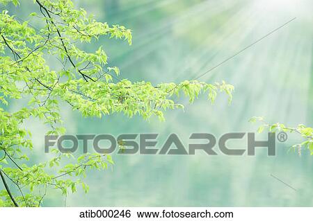 Sunlight and green leaves View Large Photo Image Stock Photograph - Sunlight and green leaves. Fotosearch