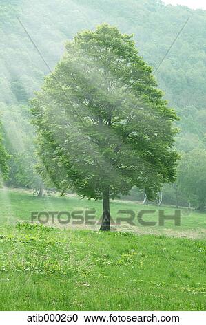 Sunlight and tree View Large Photo Image Stock Image - Sunlight and tree. Fotosearch