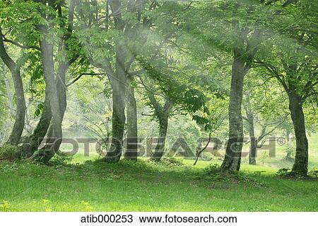 Sunlight and trees View Large Photo Image Stock Image - Sunlight and trees. Fotosearch