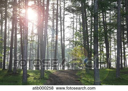 Sunlight and trees View Large Photo Image Stock Photo - Sunlight and trees. Fotosearch