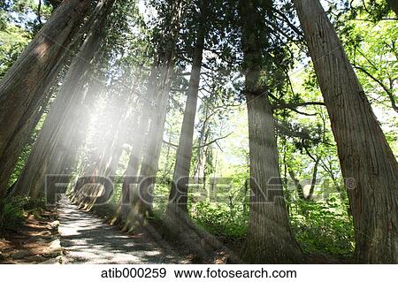 Sunlight and trees View Large Photo Image Stock Photo - Sunlight and trees. Fotosearch