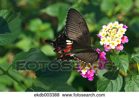 Swallowtail butterfly View Large Photo Image Stock Photo - Swallowtail butterfly. Fotosearch