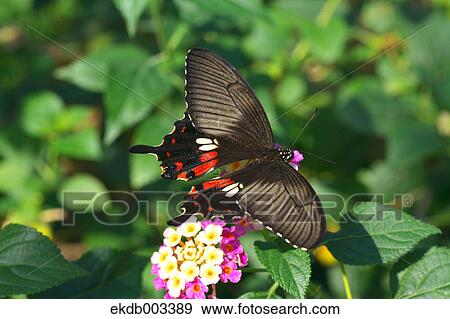 Swallowtail butterfly View Large Photo Image Stock Photo - Swallowtail butterfly. Fotosearch