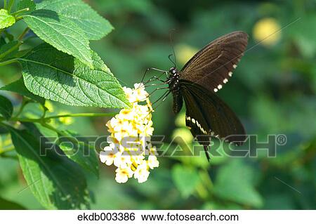 Swallowtail butterfly View Large Photo Image Stock Photograph - Swallowtail butterfly. Fotosearch