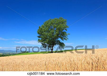 The tree of Philosophy, Hokkaido View Large Photo Image Picture - The tree of Philosophy, Hokkaido. Fotosearch