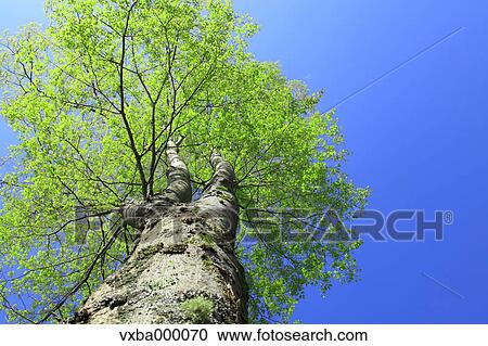 Tree and blue sky View Large Photo Image Stock Image - Tree and blue sky. Fotosearch