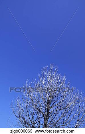 Tree and blue sky View Large Photo Image Stock Image - Tree and blue sky. Fotosearch