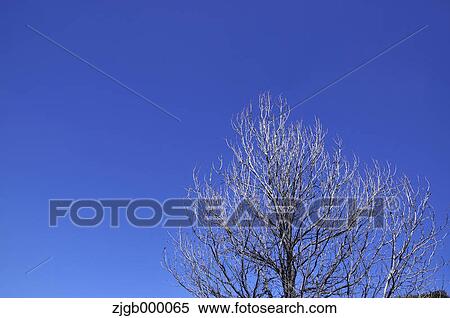 Tree and blue sky View Large Photo Image Stock Photography - Tree and blue sky. Fotosearch