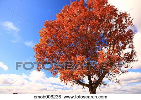 Tree filled with red leaves and sky with clouds View Large Photo Image Stock Photograph - Tree filled with red leaves and sky with clouds. Fotosearch