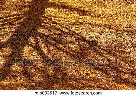 Stock Photo - Tree shadow and yellow leaves. Fotosearch