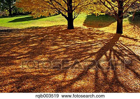 Stock Photo - Tree shadows and yellow leaves. Fotosearch