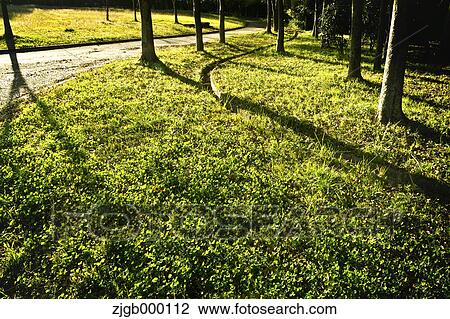Tree shadows on the ground View Large Photo Image Stock Image - Tree shadows on the ground. Fotosearch