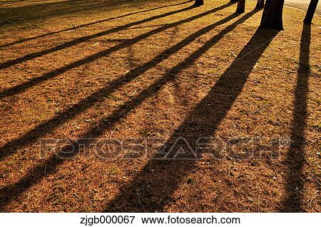 Tree shadows on the ground View Large Photo Image Stock Photo - Tree shadows on the ground. Fotosearch