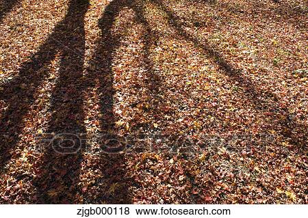 Stock Photo - Tree shadows on the ground. Fotosearch