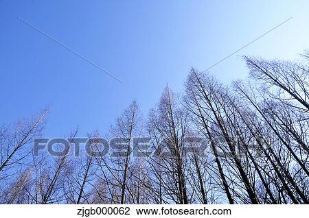 Trees and blue sky View Large Photo Image Stock Image - Trees and blue sky. Fotosearch