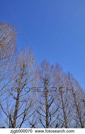 Stock Image - Trees and blue sky. Fotosearch