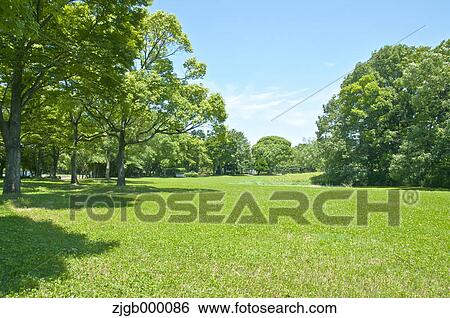 Trees and grassland View Large Photo Image Stock Photograph - Trees and grassland. Fotosearch