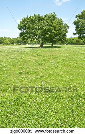 Stock Photography - Trees and grassland. Fotosearch