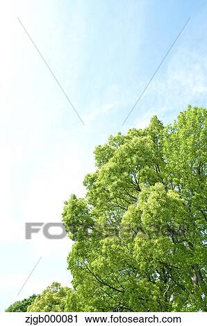Stock Image - Trees and sky with clouds. Fotosearch