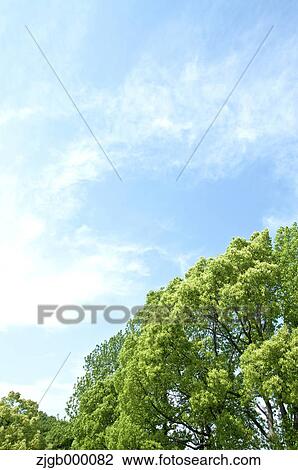 Trees and sky with clouds View Large Photo Image Stock Image - Trees and sky with clouds. Fotosearch