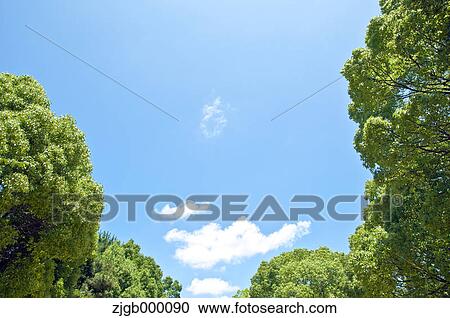 Trees and sky with clouds View Large Photo Image Stock Image - Trees and sky with clouds. Fotosearch
