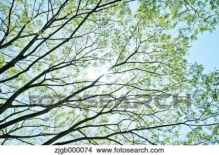 Trees and sunlight View Large Photo Image Picture - Trees and sunlight. Fotosearch