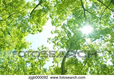 Stock Image - Trees and sunlight. Fotosearch