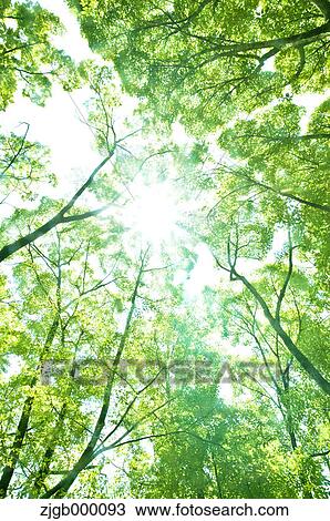 Trees and sunlight View Large Photo Image Stock Image - Trees and sunlight. Fotosearch