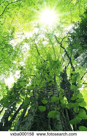 Stock Photo - Trees and sunlight. Fotosearch