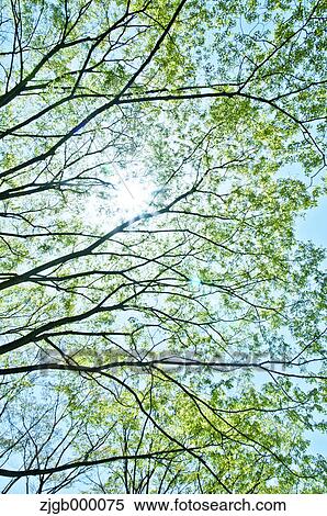 Trees and sunlight View Large Photo Image Stock Photography - Trees and sunlight. Fotosearch