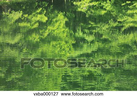 Trees reflection in the water View Large Photo Image Stock Photo - Trees reflection in the water. Fotosearch