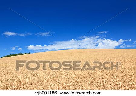 Wheat field and blue sky with clouds View Large Photo Image Stock Photograph - Wheat field and blue sky with clouds. Fotosearch