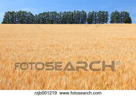Wheat field in Biei, Hokkaido View Large Photo Image Stock Photo - Wheat field in Biei, Hokkaido. Fotosearch